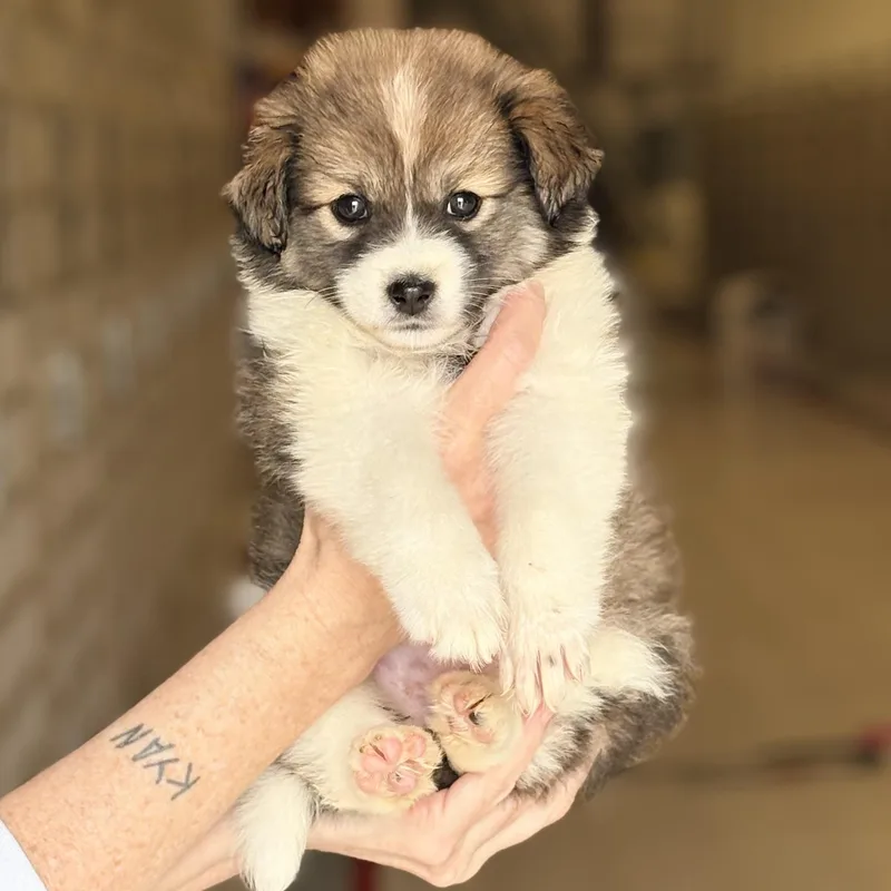 A baby medium-sized male Collie dog named Luke for adoption in Chicago, IL