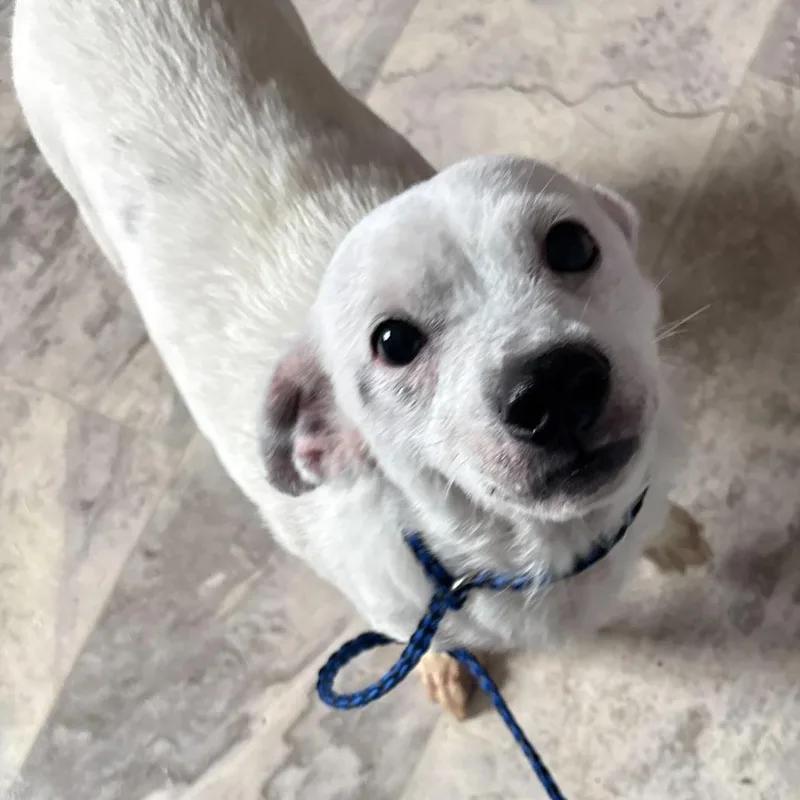 An adult small-sized male White / Cream Mixed Breed dog named Ernie for adoption in Oak Hill, WV