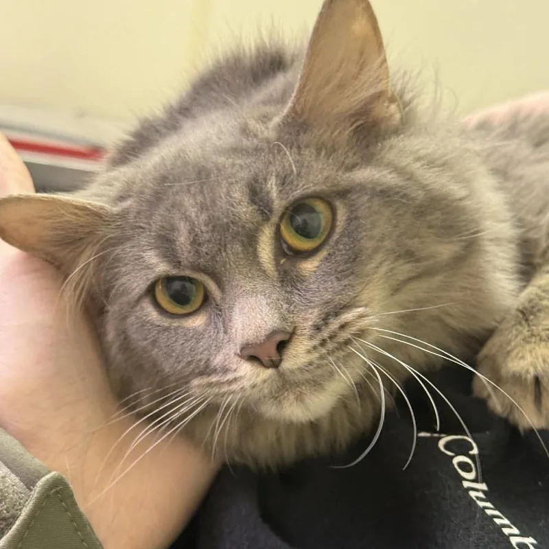 An adult medium-sized female Gray / Blue / Silver Domestic Long Hair cat named Abby Bonded to Pumpkin for adoption in Fredericksburg, VA