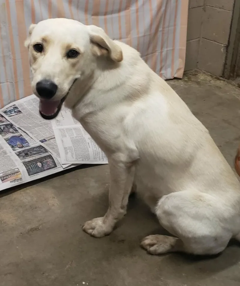 A young large-sized male Yellow Labrador Retriever dog named Chavies for adoption in Melbourne, KY