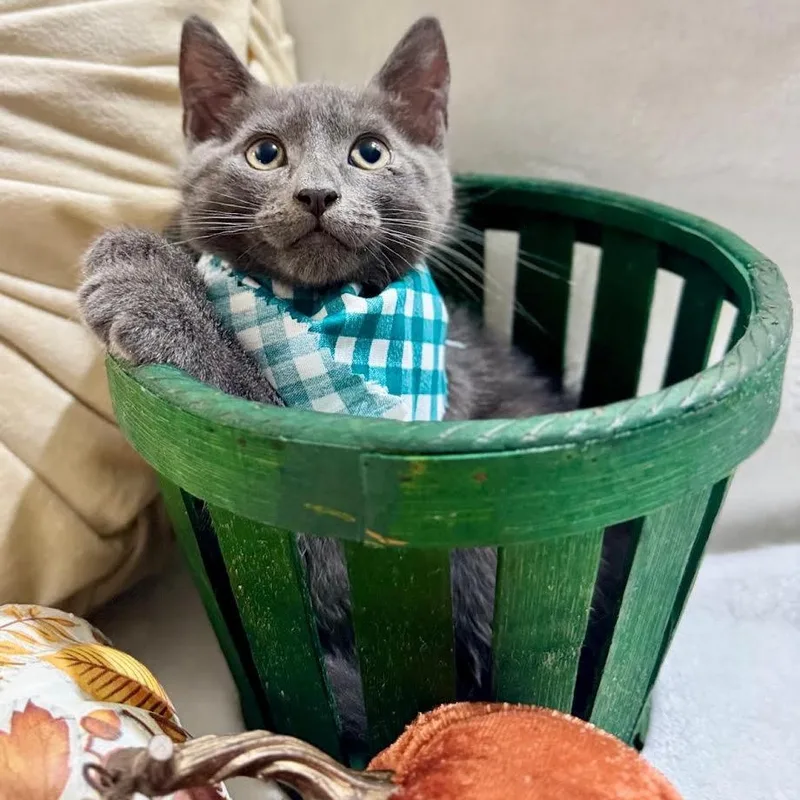 A baby small-sized male Russian Blue cat named Nash for adoption in Miami, FL