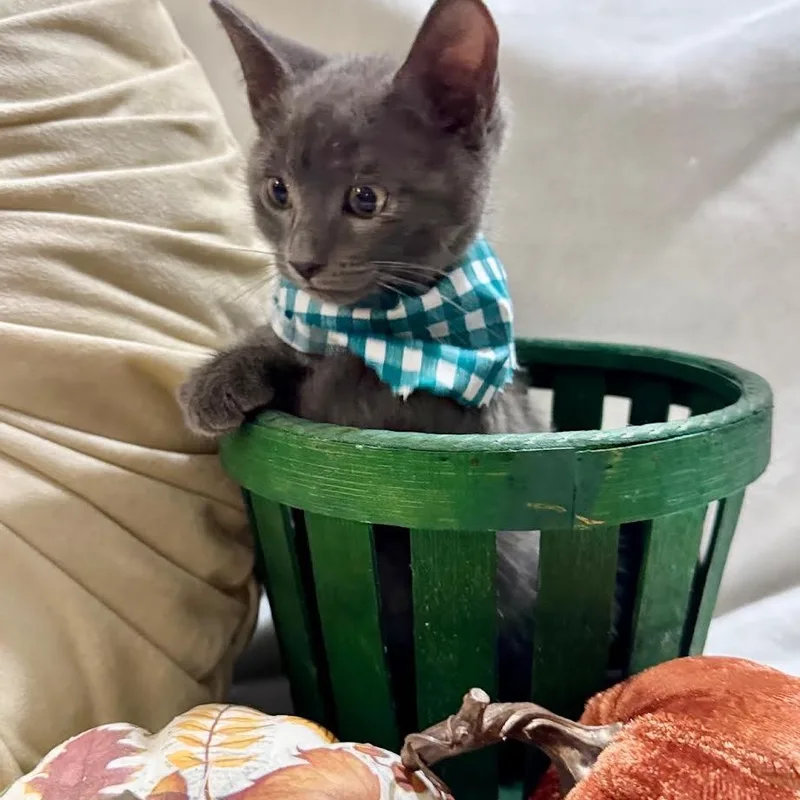 Nash thumbnail 2