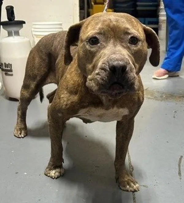 An adult large-sized female Pit Bull Terrier dog named Zinnia for adoption in Dallas, GA