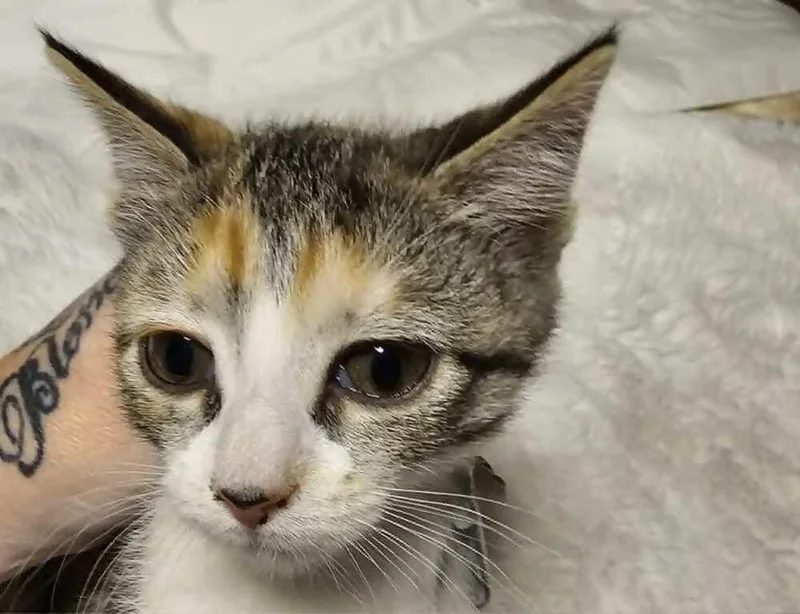 A baby small-sized female Domestic Short Hair cat named Angelica for adoption in Anoka, MN