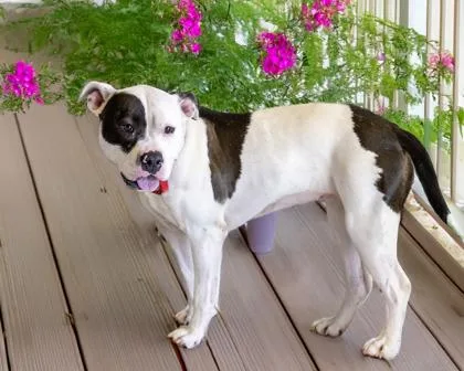 An adult medium-sized female American Staffordshire Terrier dog named Jamie for adoption in Camano Island, WA