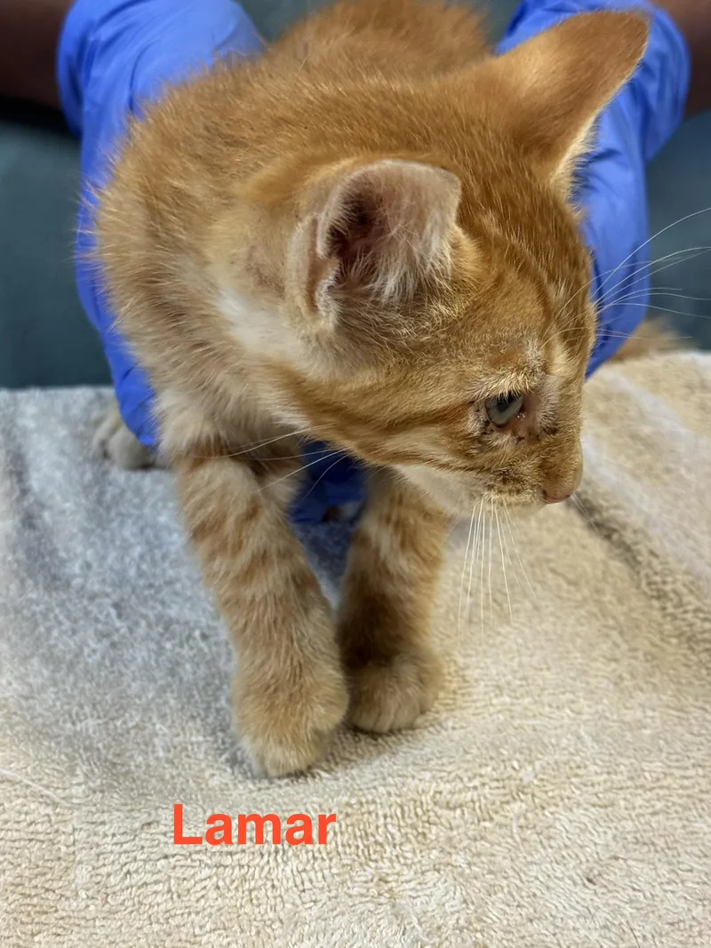 Lamar