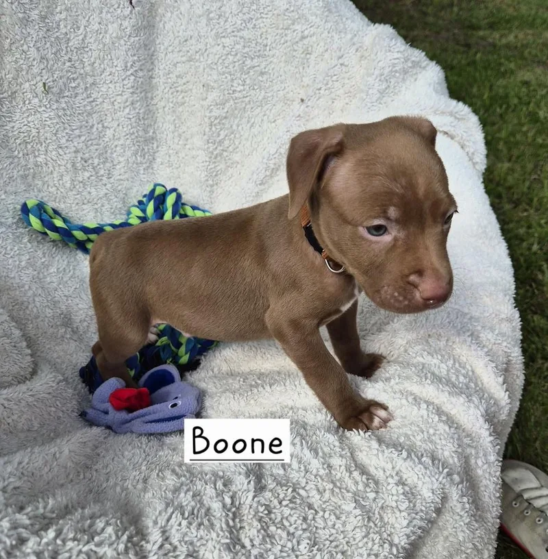 A baby large-sized male Brown / Chocolate Mixed Breed dog named Boone for adoption in Lansing, MI