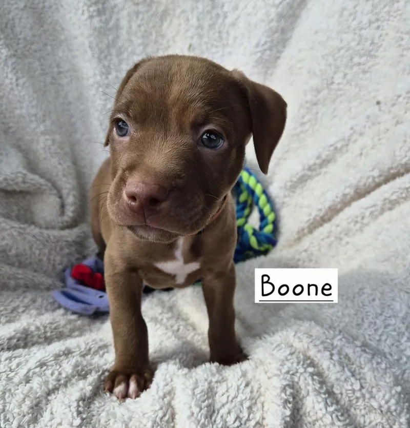 Boone thumbnail 2