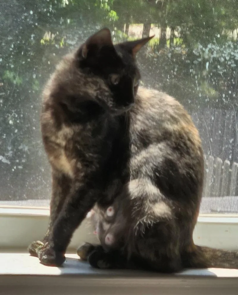 A young medium-sized female Domestic Short Hair cat named Satin for adoption in Evans, GA