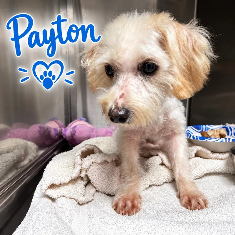 A young small-sized male White / Cream Maltese dog named Payton for adoption in San Diego, CA