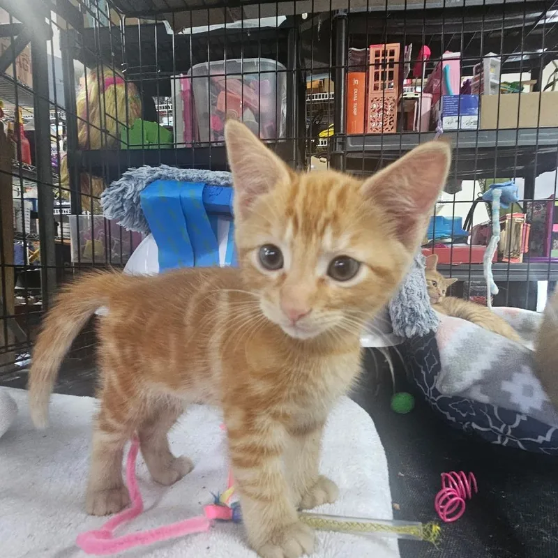 A baby small-sized male Orange / Red Domestic Short Hair cat named Frosty for adoption in Newport, NC