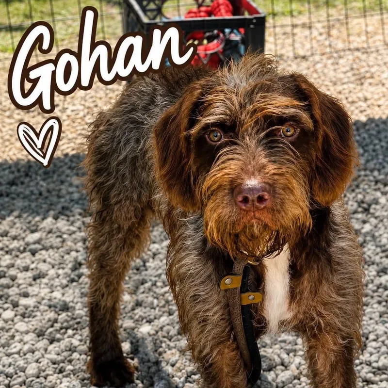 A young large-sized male Bicolor Goldendoodle dog named Gohan for adoption in Jackson, NJ