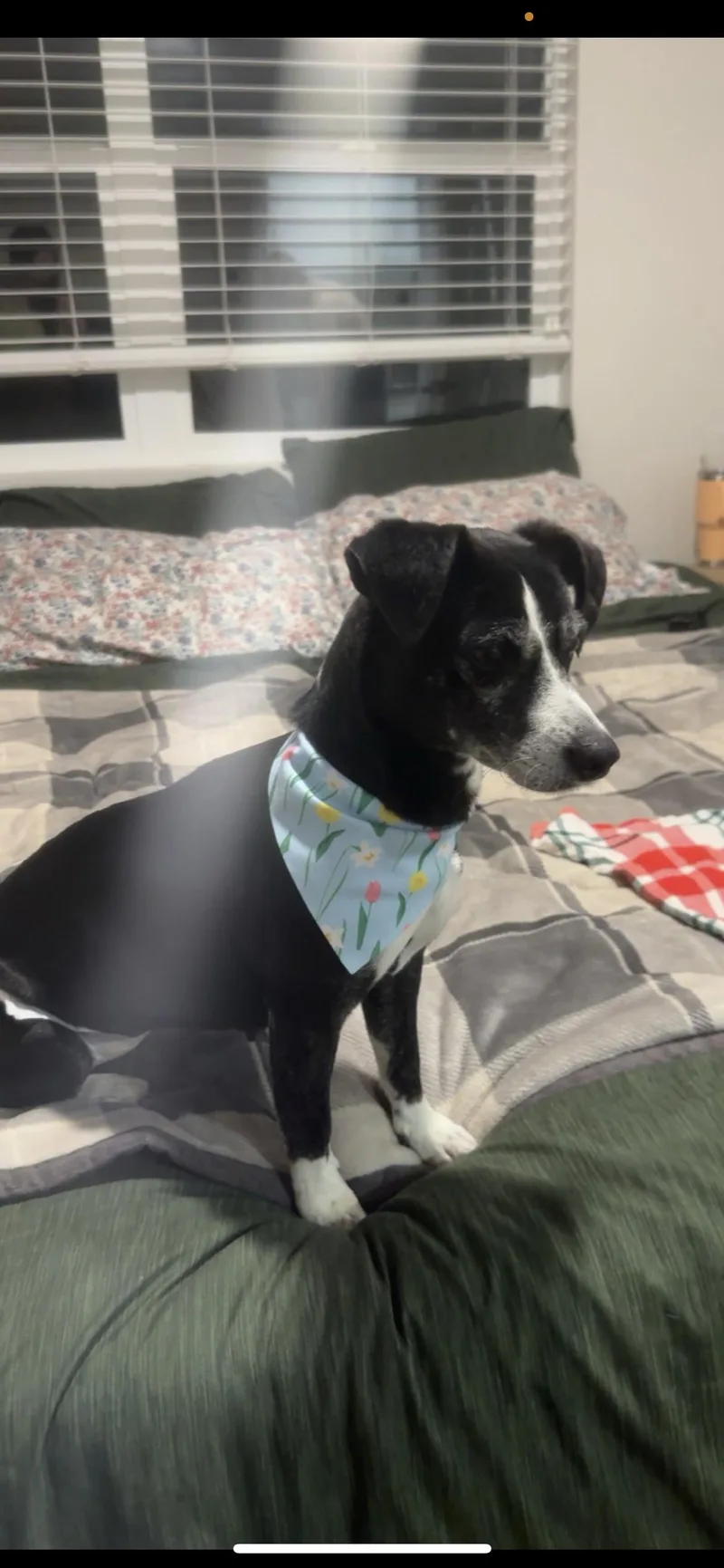 An adult small-sized female Black Rat Terrier dog named Molly for adoption in Hamden, CT