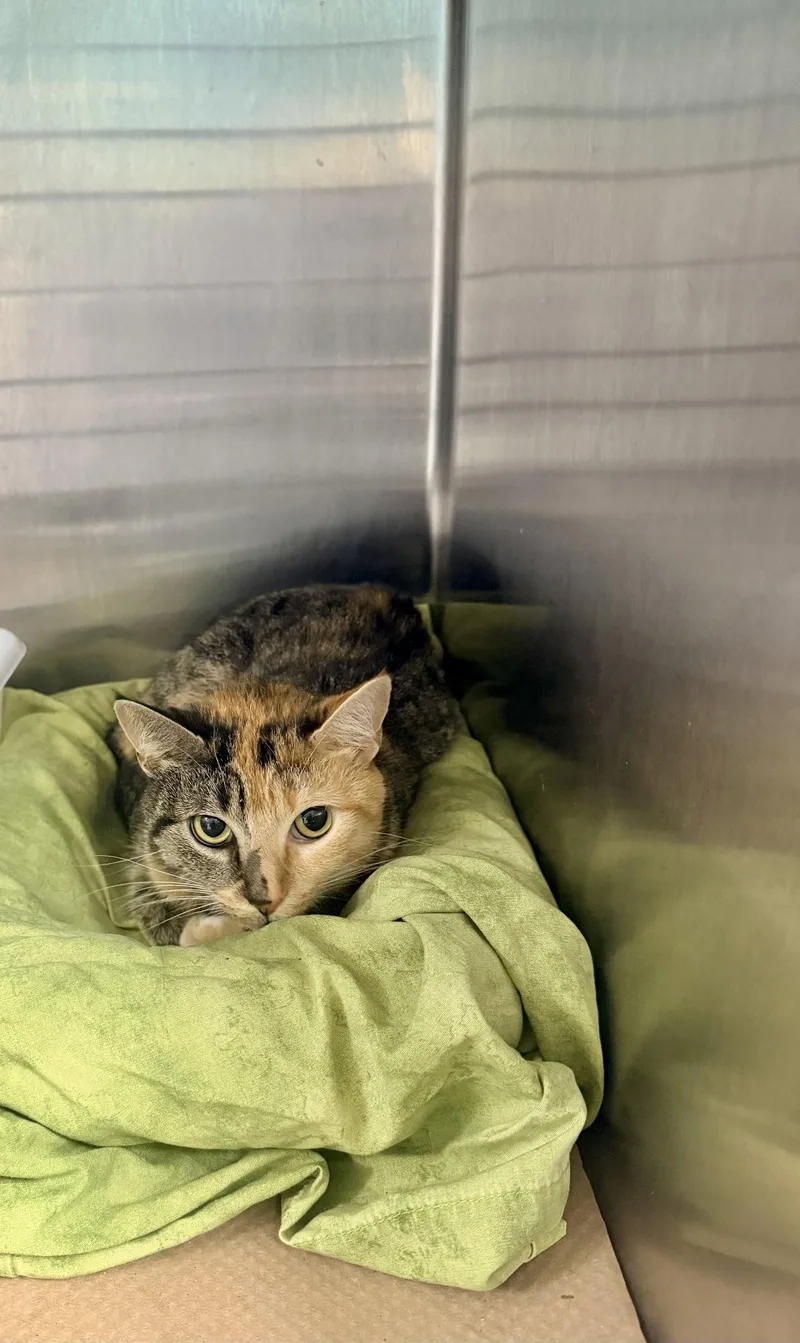 An adult medium-sized female Domestic Short Hair cat named Kate Hudson for adoption in Trenton, NJ