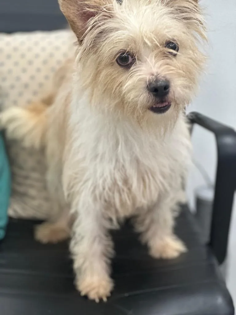 An adult small-sized female Terrier dog named Reba for adoption in Cambridge, MD
