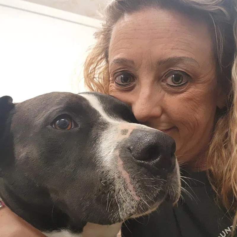 An adult large-sized male Black Pit Bull Terrier dog named Sylvester for adoption in Evensville, TN