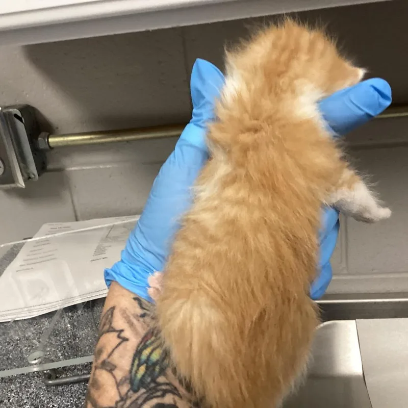 A baby small-sized male Orange / Red Domestic Medium Hair cat named Curly for adoption in Greenville, SC