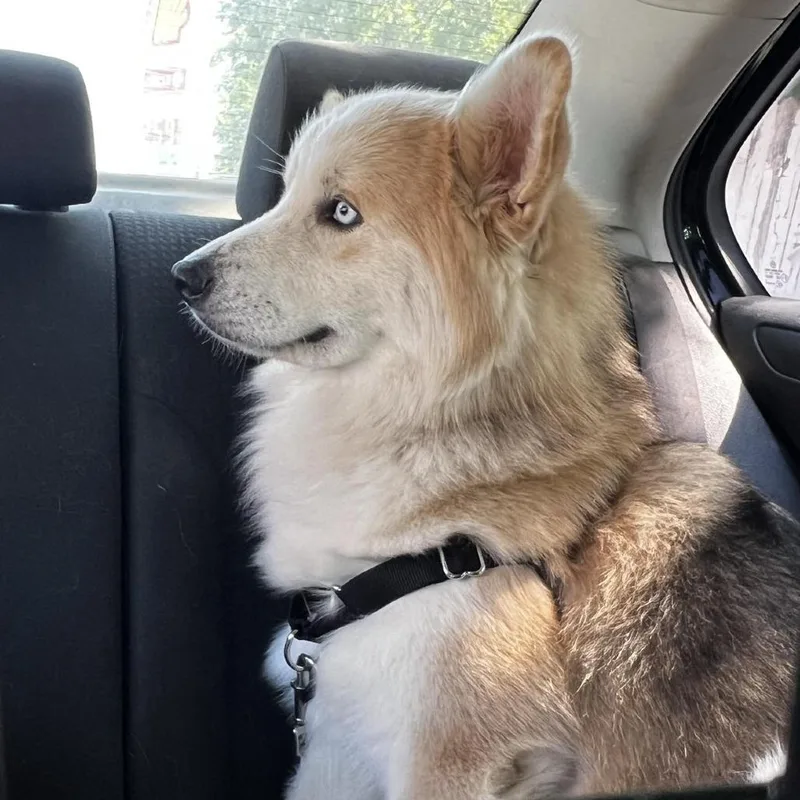 Blue Jay Te thumbnail 3