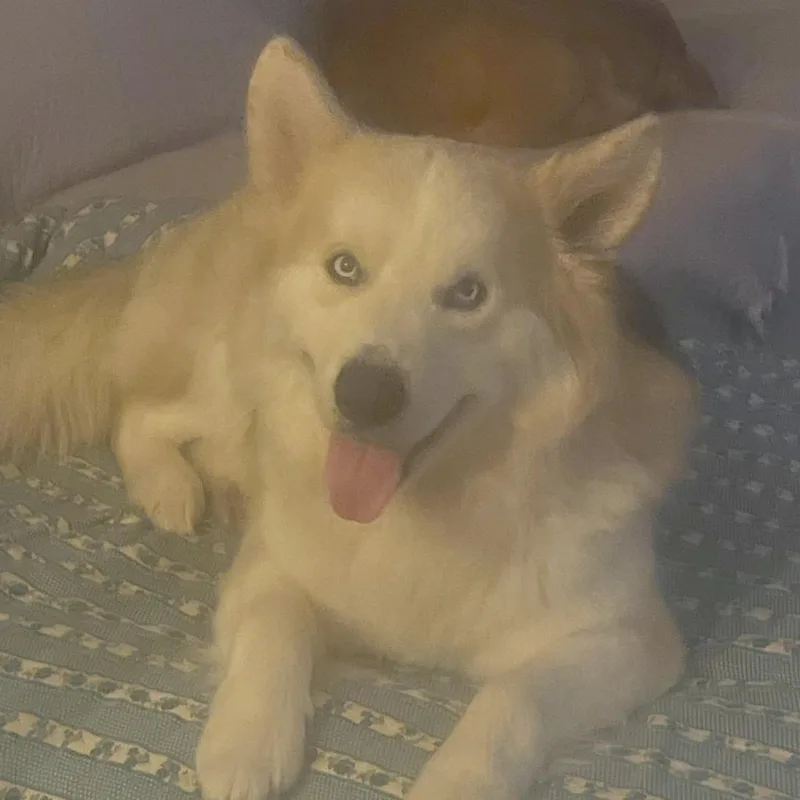 Blue Jay Te thumbnail 4