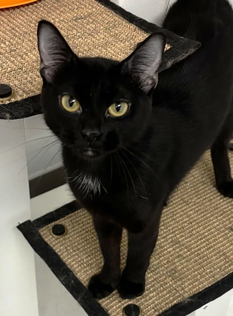 A young medium-sized female Domestic Short Hair cat named Askew for adoption in Iowa City, IA