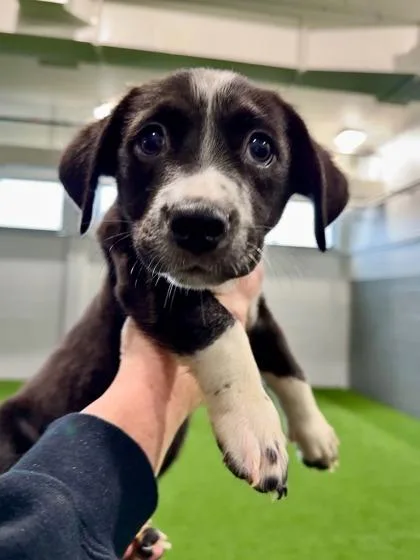 A baby medium-sized male Mixed Breed dog named Scampi for adoption in West Chester, PA