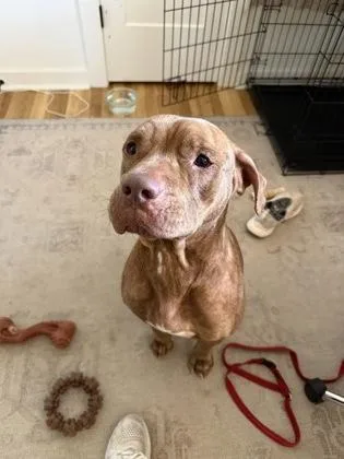 An adult large-sized female Mixed Breed dog named Zita for adoption in Chamblee, GA