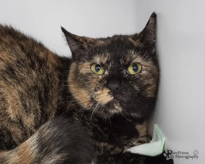 An adult medium-sized female Tortoiseshell Domestic Short Hair cat named Spooky for adoption in Maryville, TN