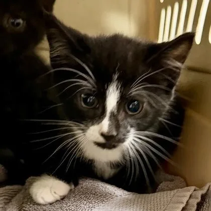 A baby medium-sized male Black & White / Tuxedo Domestic Short Hair cat named Josh for adoption in Athens, GA