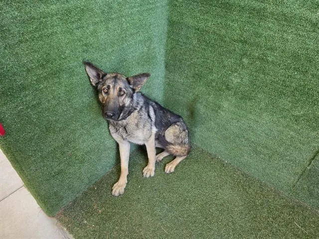 A young large-sized female German Shepherd Dog dog named Butterscotch for adoption in Lancaster, CA