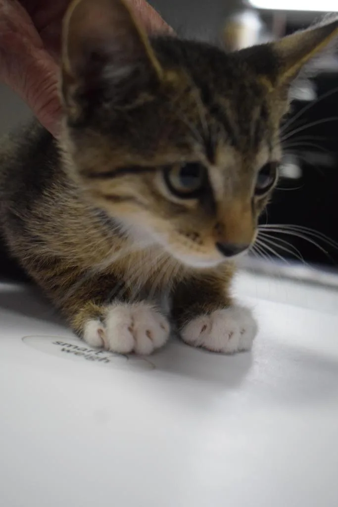 A baby medium-sized male Domestic Short Hair cat named Elwood for adoption in Pahrump, NV