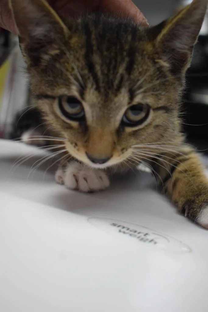 Elwood thumbnail 2
