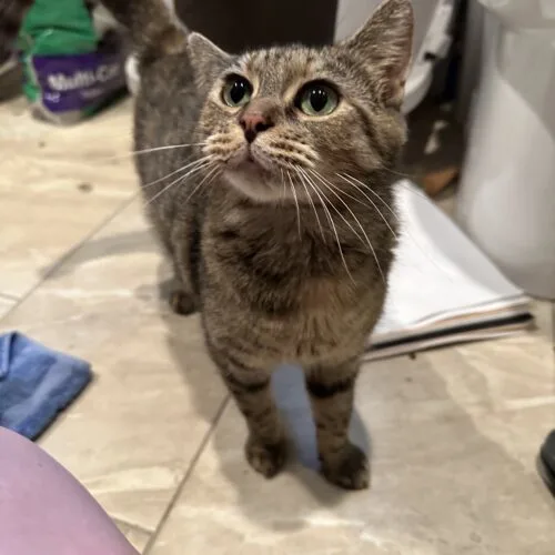 A young medium-sized female Torbie Domestic Short Hair cat named Tsunami for adoption in Tipp City, OH