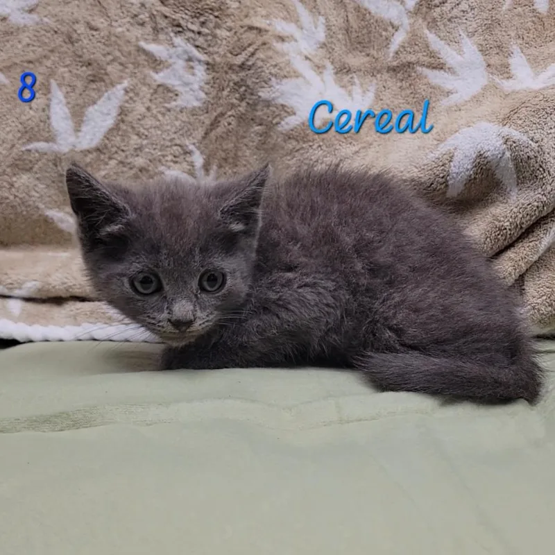Cereal