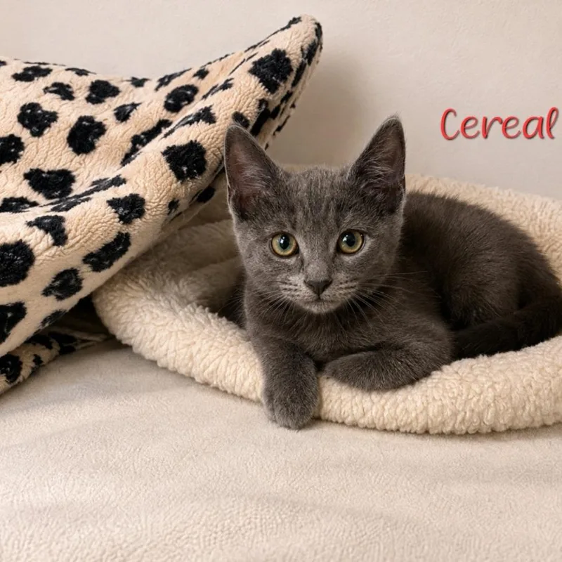 Cereal thumbnail 3