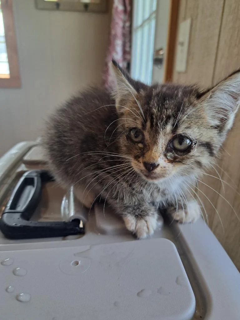 A baby small-sized female Domestic Short Hair cat named Wilma for adoption in Murray, KY
