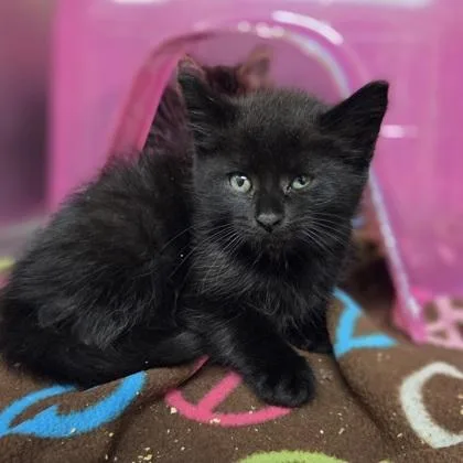 A baby small-sized female Domestic Medium Hair cat named Ophelia for adoption in Westland, MI