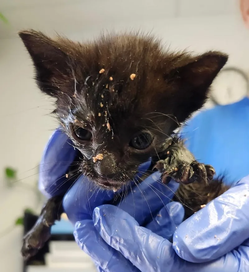A baby small-sized male Domestic Short Hair cat named Boomerang for adoption in Lockhart, TX
