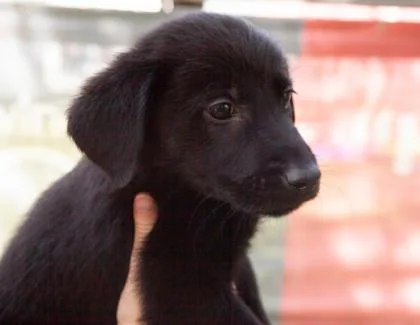 A baby small-sized male German Shepherd Dog dog named Master Cane for adoption in West Chester, PA