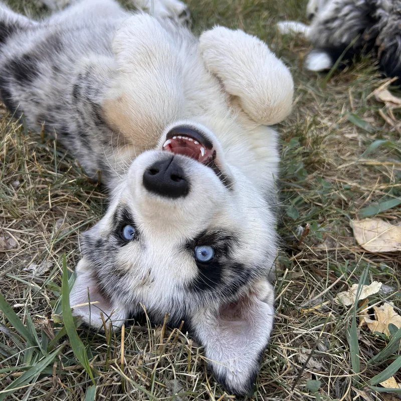 A baby medium-sized female Merle (Blue) Australian Shepherd dog named Mohave for adoption in Durango, CO