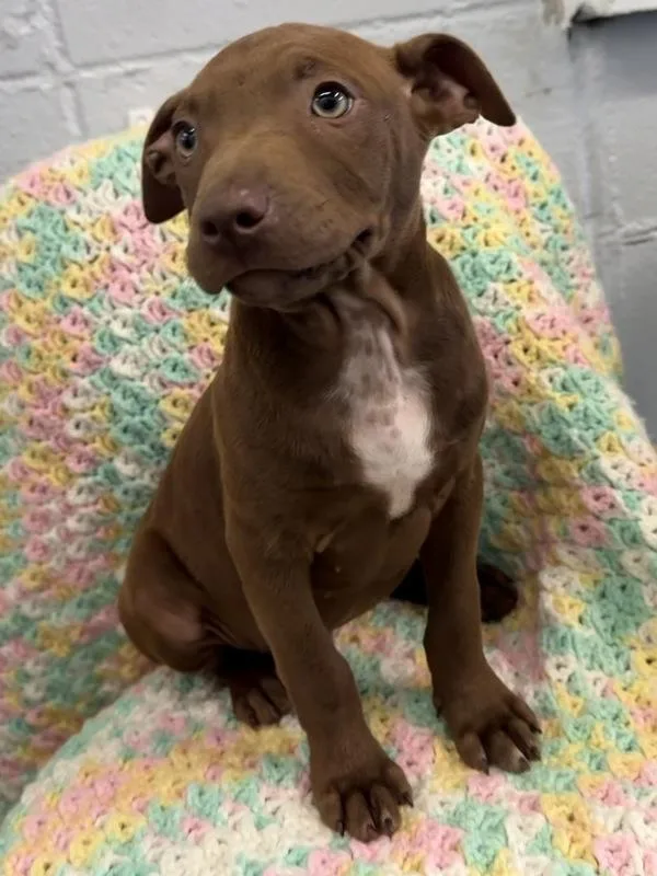A baby small-sized female American Staffordshire Terrier dog named May for adoption in Mobile, AL