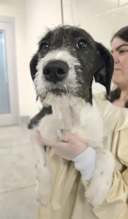 A baby large-sized female Mixed Breed dog named Helen for adoption in Bellevue, WA