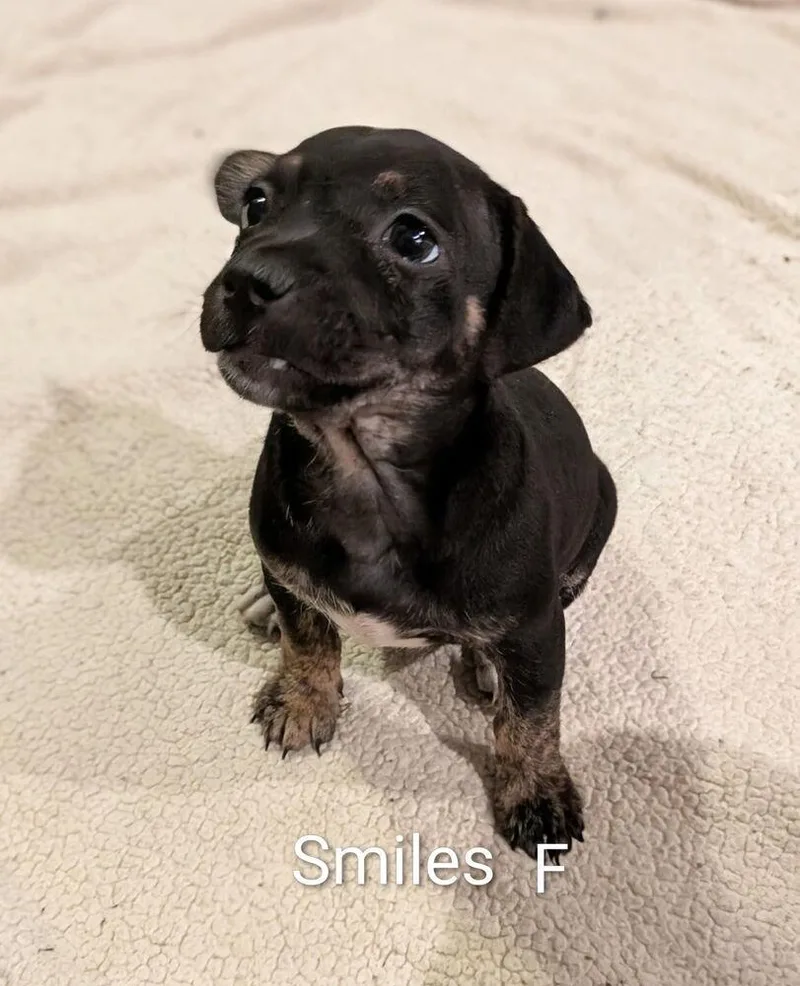 Smiles  Colette Puppy