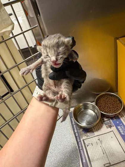 A baby small-sized male Domestic Short Hair cat named Bodhi for adoption in Sevierville, TN