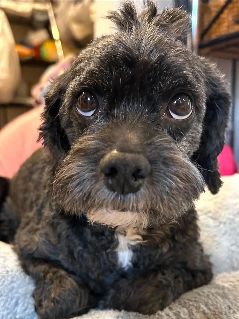 An adult small-sized male Cavalier King Charles Spaniel dog named Ace The Man! for adoption in Elizabethtown, PA