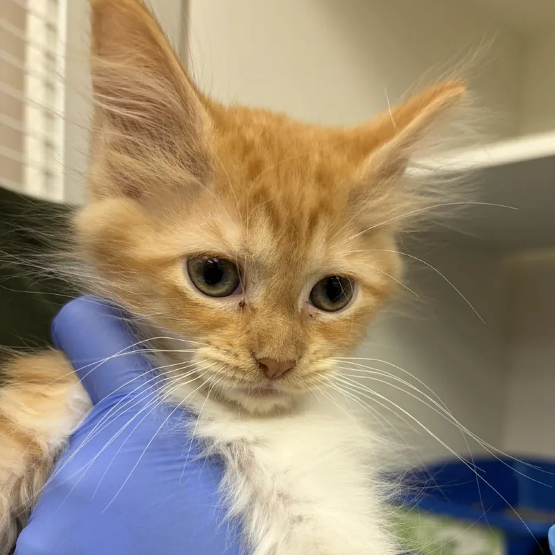 A baby small-sized female Orange / Red Domestic Medium Hair cat named Colby Jack for adoption in Champaign, IL