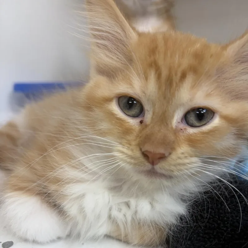 Colby Jack thumbnail 3