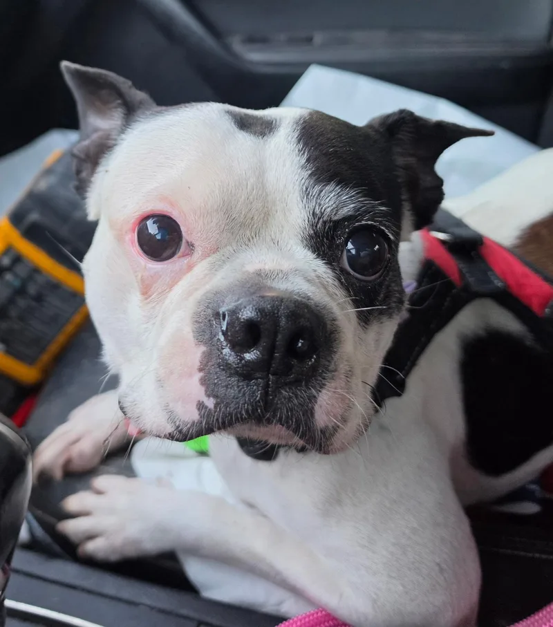 A senior small-sized female Black Boston Terrier dog named Penny for adoption in San Antonio, TX