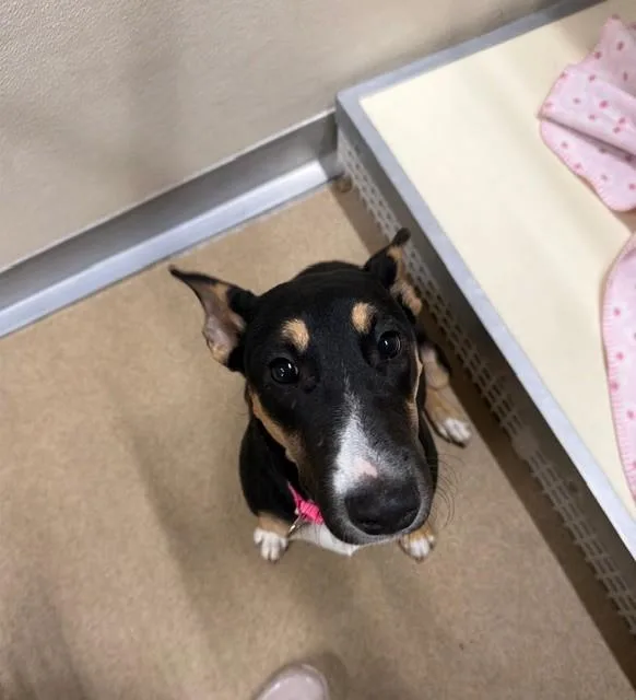 A young small-sized female Tricolor (Brown, Black, & White) Bull Terrier dog named Athena for adoption in Rawlins, WY
