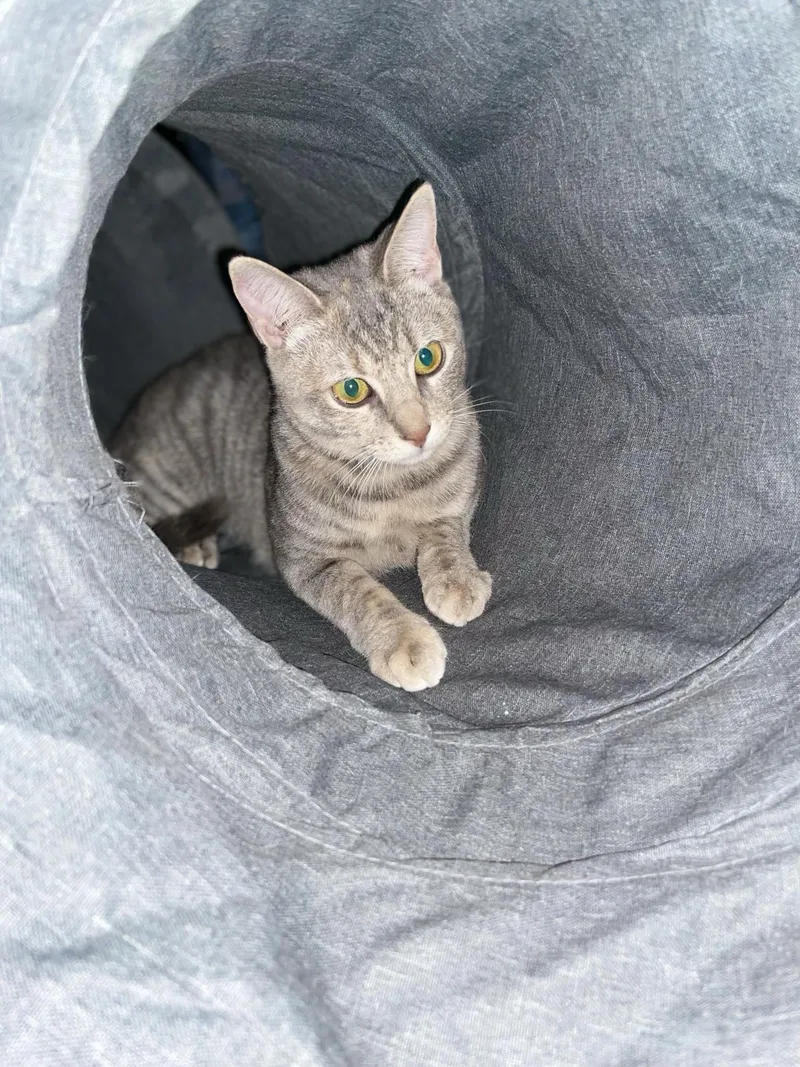 A young medium-sized female Domestic Short Hair cat named Yuyis for adoption in South Pasadena, CA