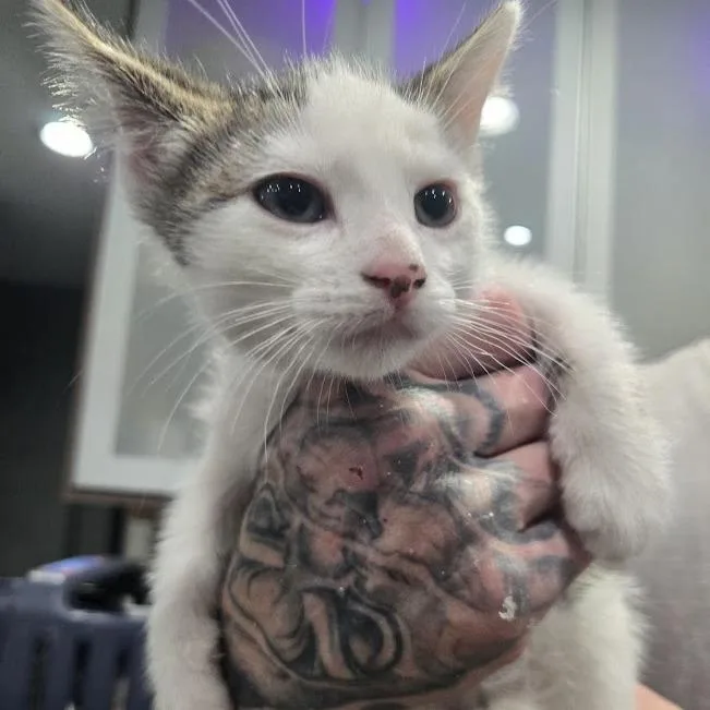 A baby small-sized male Brown / Chocolate Domestic Short Hair cat named Elias for adoption in Sioux Falls, SD